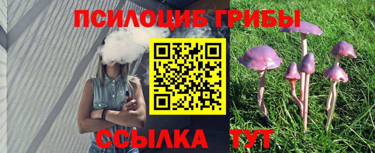 Псилоцибиновые грибы Psilocybe Лесосибирск